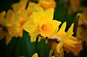 18th Mar 2017 - Amidst a Host of Golden Daffodils