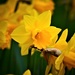 Amidst a Host of Golden Daffodils by carole_sandford