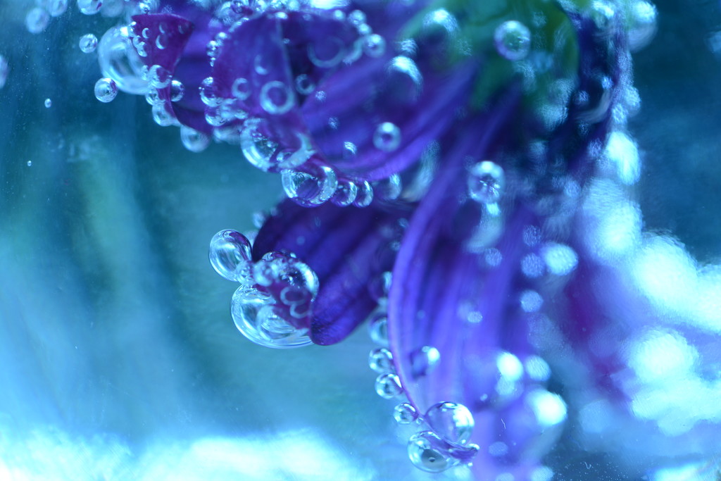 Bubbles on a flower by ziggy77