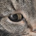 DSCN0198 cat close-up by marijbar