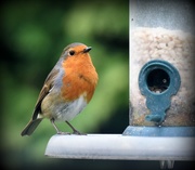 18th Mar 2017 - No day would be complete without a robin