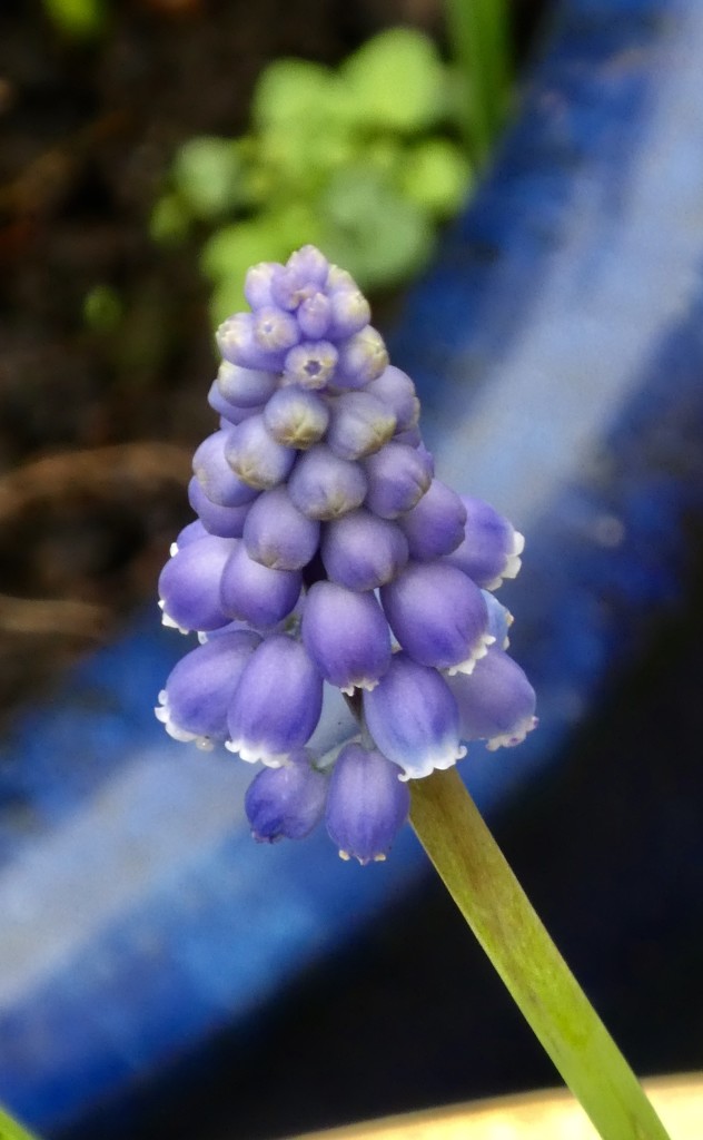 Grape hyacinth  by orchid99