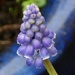 Grape hyacinth  by orchid99