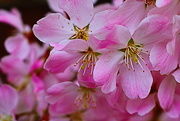 18th Mar 2017 - Cherry Blossom
