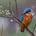 Male Kingfisher with broken lower mandible by padlock