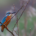 Male Kingfisher posing for something by padlock