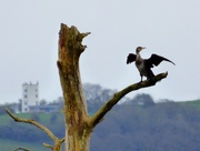18th Mar 2017 - Cormorant on the moors