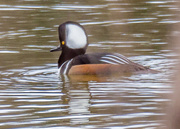 18th Mar 2017 - Hooded Merganser