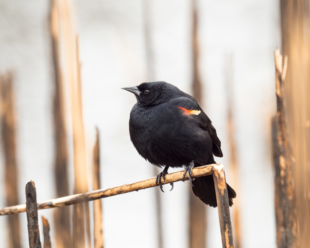 Red-winged Blackbird in Marsh Grass by rminer