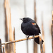 Red-winged Blackbird in Marsh Grass by rminer