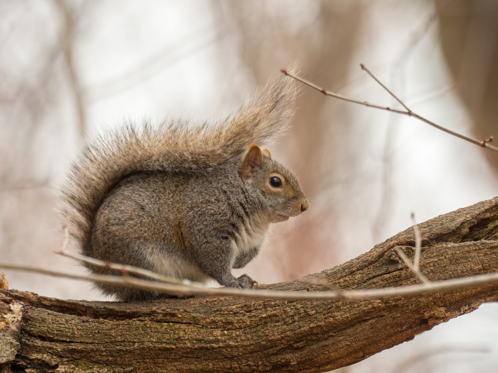 Squirrel in a tree by rminer