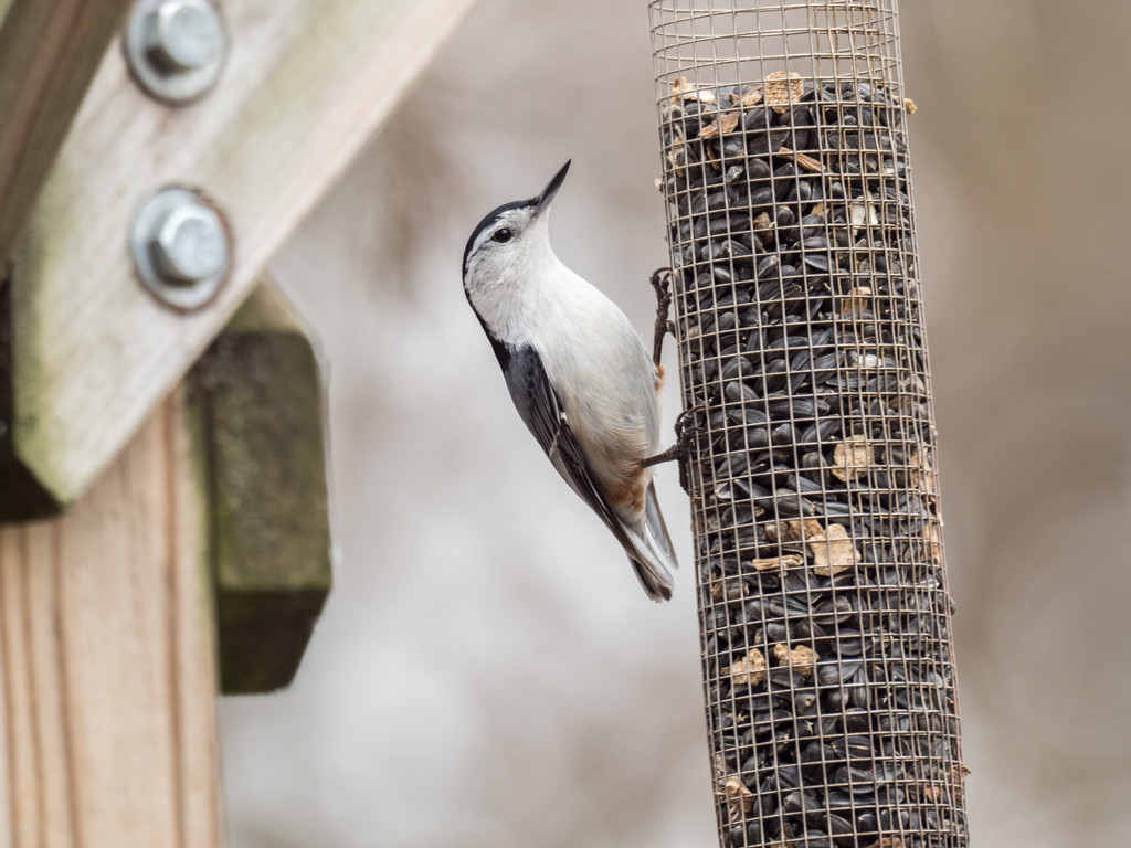 Nuthatch at the feeder by rminer