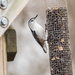 Nuthatch at the feeder by rminer