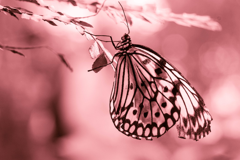 Beautiful butterfly by bizziebeeme