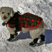 Another little outfit in the snow. by hellie