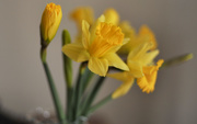 18th Mar 2017 - Daffodils 