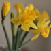 Daffodils  by loweygrace