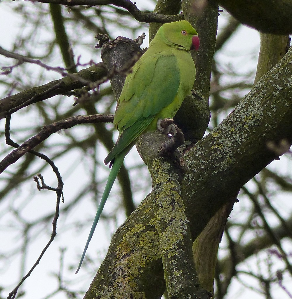  Ring Necked Parakeet  by susiemc
