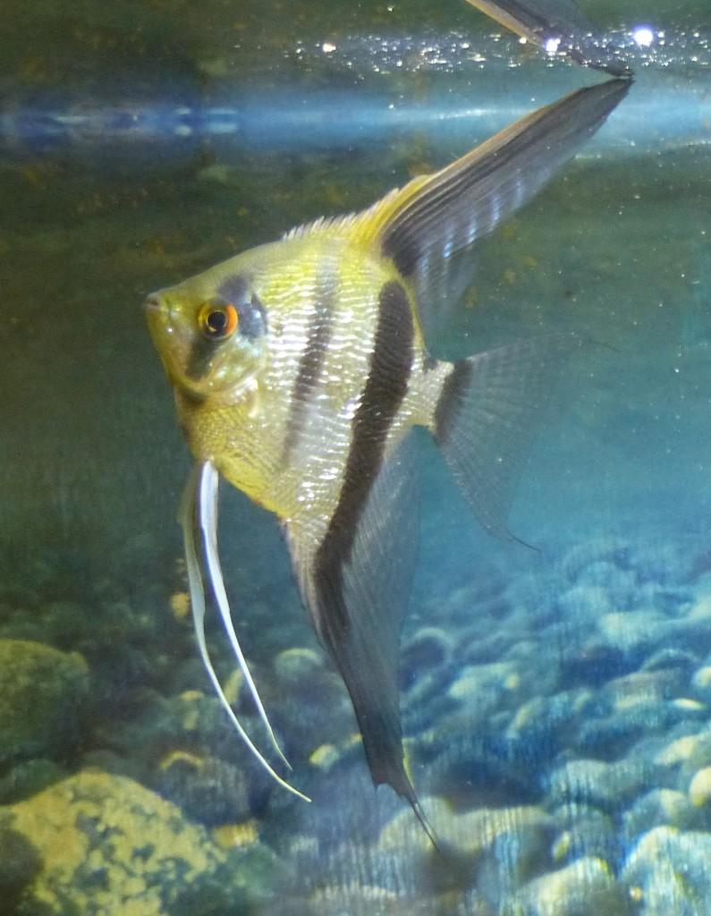 Martha's Angel Fish by susiemc
