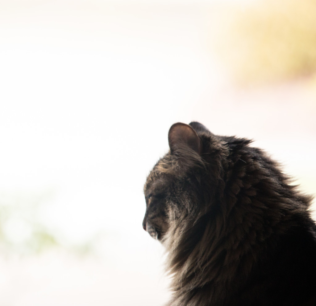 Roy at Window by nanderson