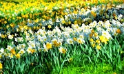 18th Mar 2017 - Daffodil Field