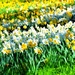 Daffodil Field by joysfocus