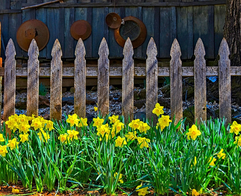 Daffodil Fence by joysfocus