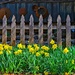 Daffodil Fence by joysfocus