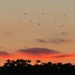 Sunrise and luckily a flock of birds up on there first flight of the day by Dawn