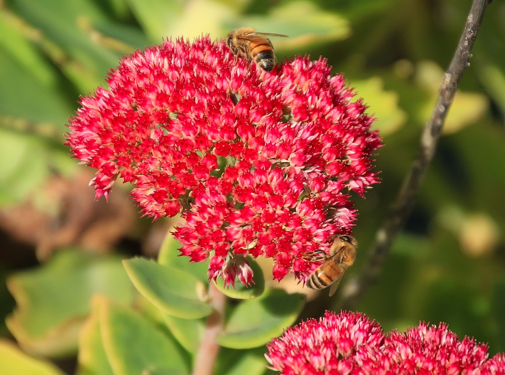 Bee-ing busy by kiwinanna
