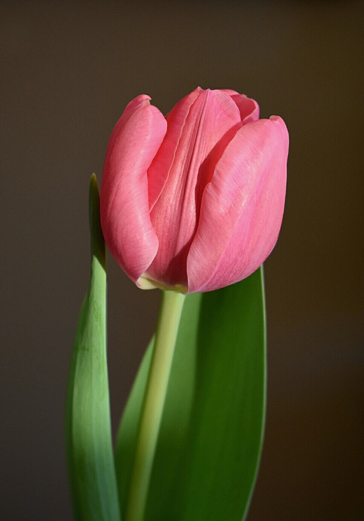 tulip by caitnessa