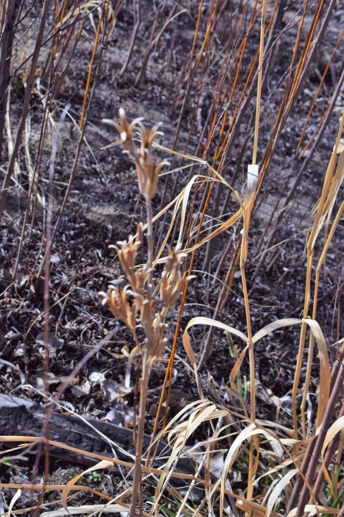 Grass & weeds by sandlily