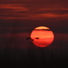 Northern Harrier, Smokey Kansas Sunset by kareenking