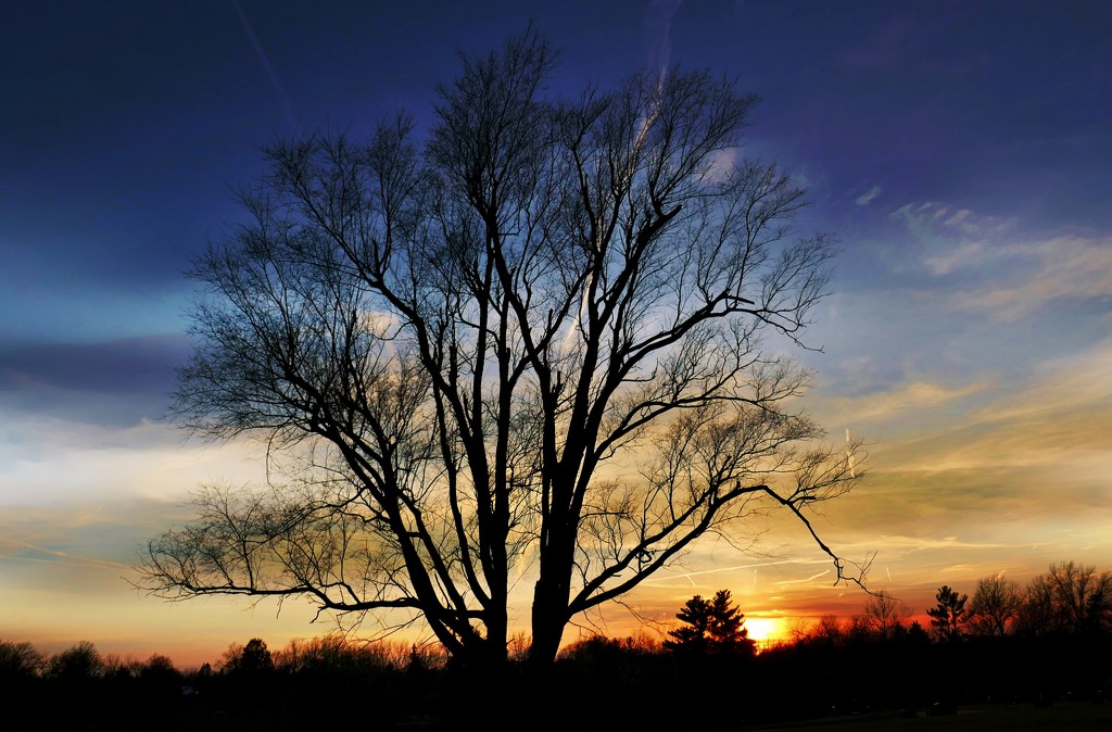 evening tree by lynnz