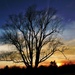 evening tree by lynnz