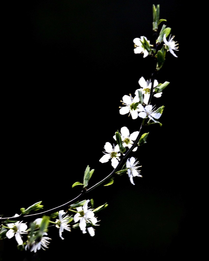 blossom by shepherdmanswife