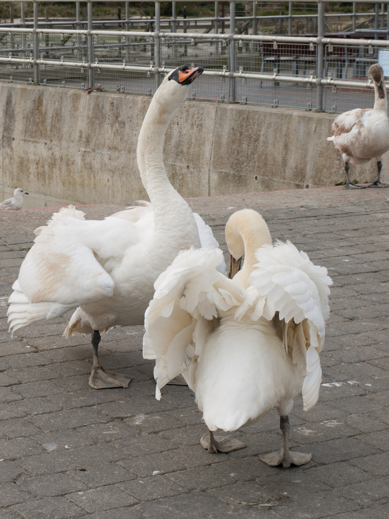 Swans displaying by josiegilbert