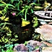 Sunny Fish Pond ~ by happysnaps