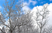 19th Mar 2017 - Pretty snow on tree