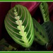 Maranatha leaf, by grace55