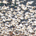Hungry eagles cause snow goose explosion! by shesnapped
