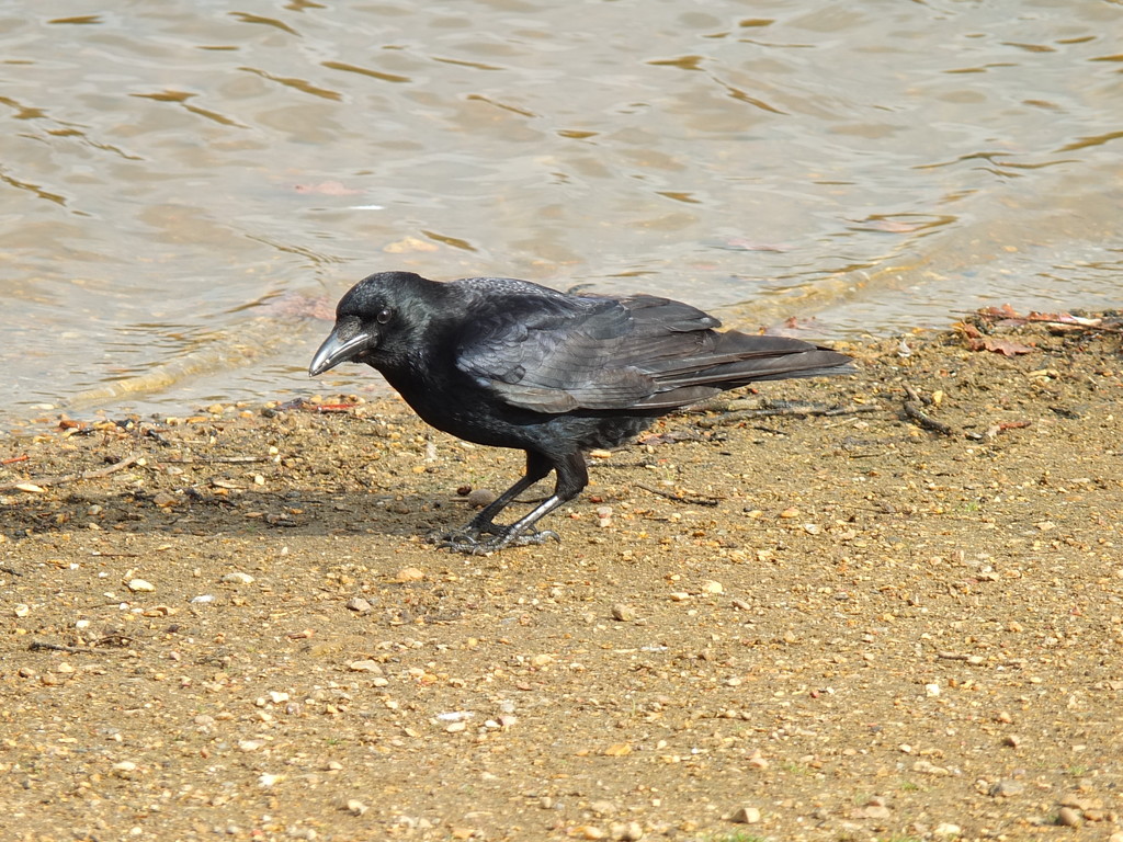 Posing crow! by bigmxx