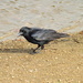 Posing crow! by bigmxx