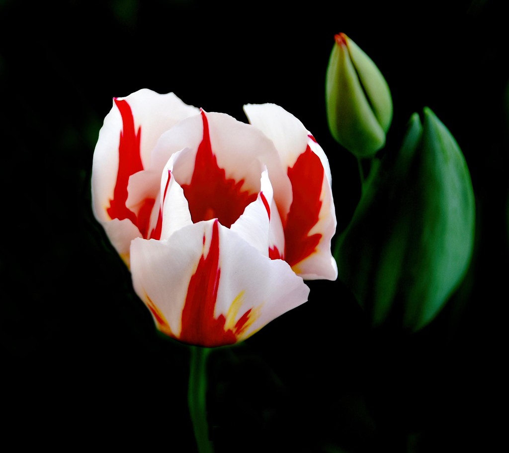 Tulip  by joysfocus