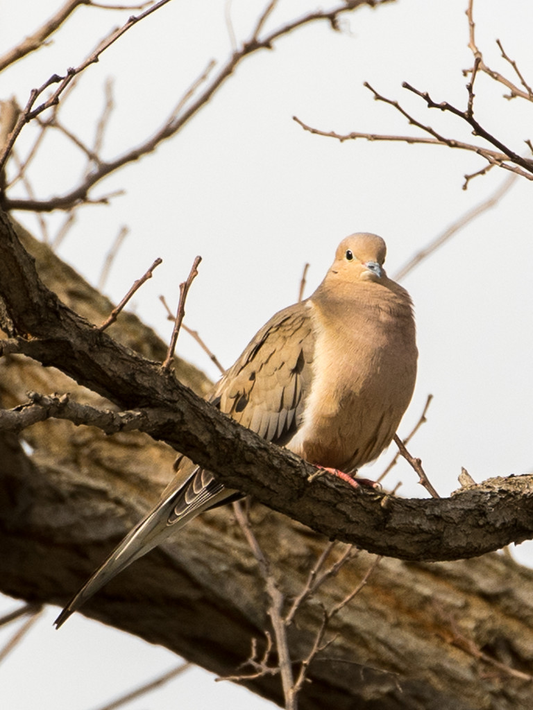 Mourning Dove by dridsdale