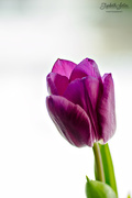 19th Mar 2017 - Purple tulip