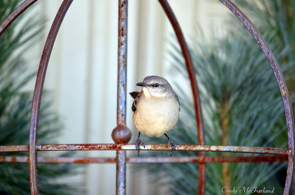 Bird in a cage  by cindymc