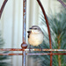 Bird in a cage  by cindymc