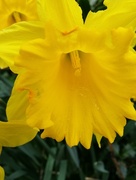19th Mar 2017 - Daffodil 