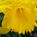 Daffodil  by janetr